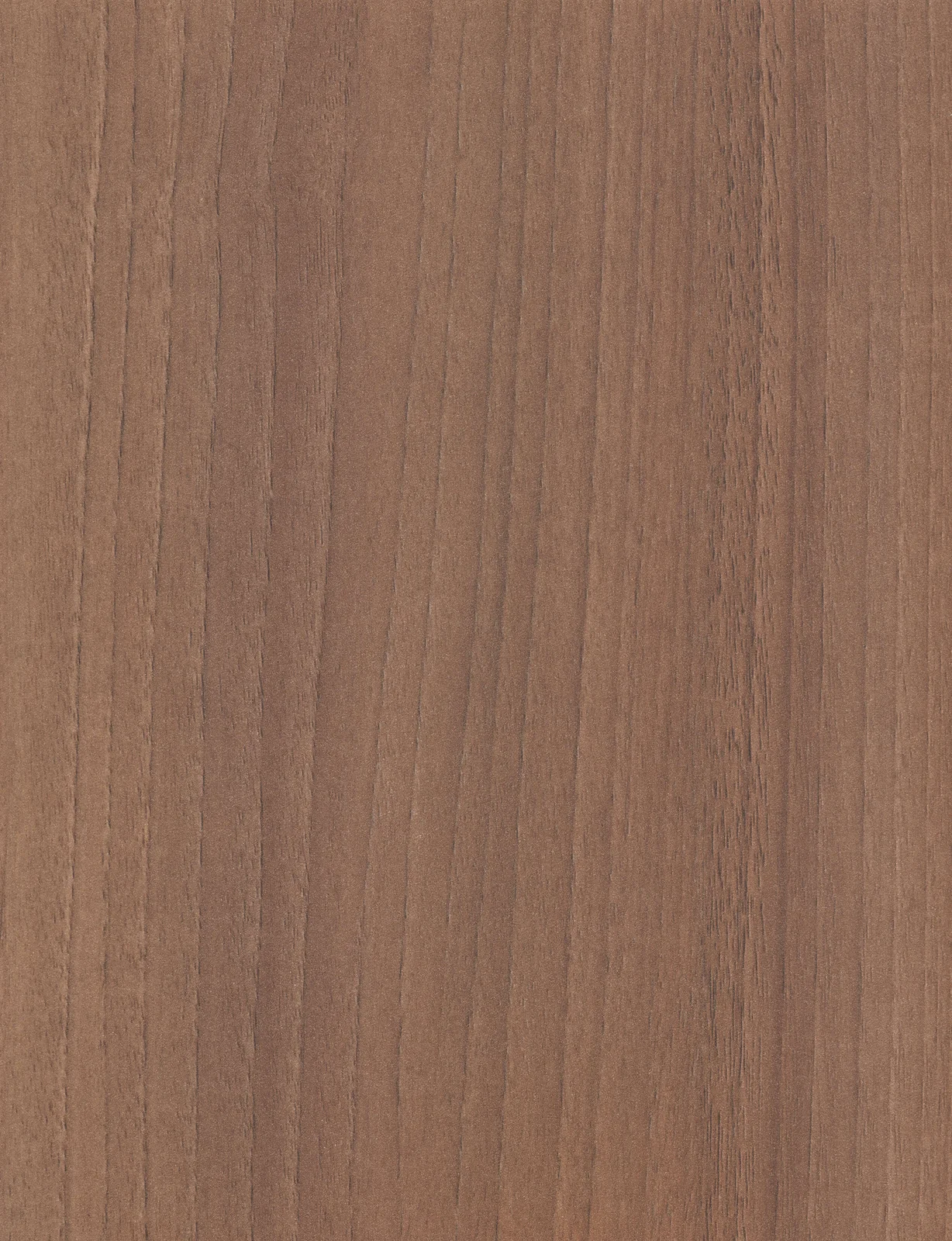 Northern Elm 1120
