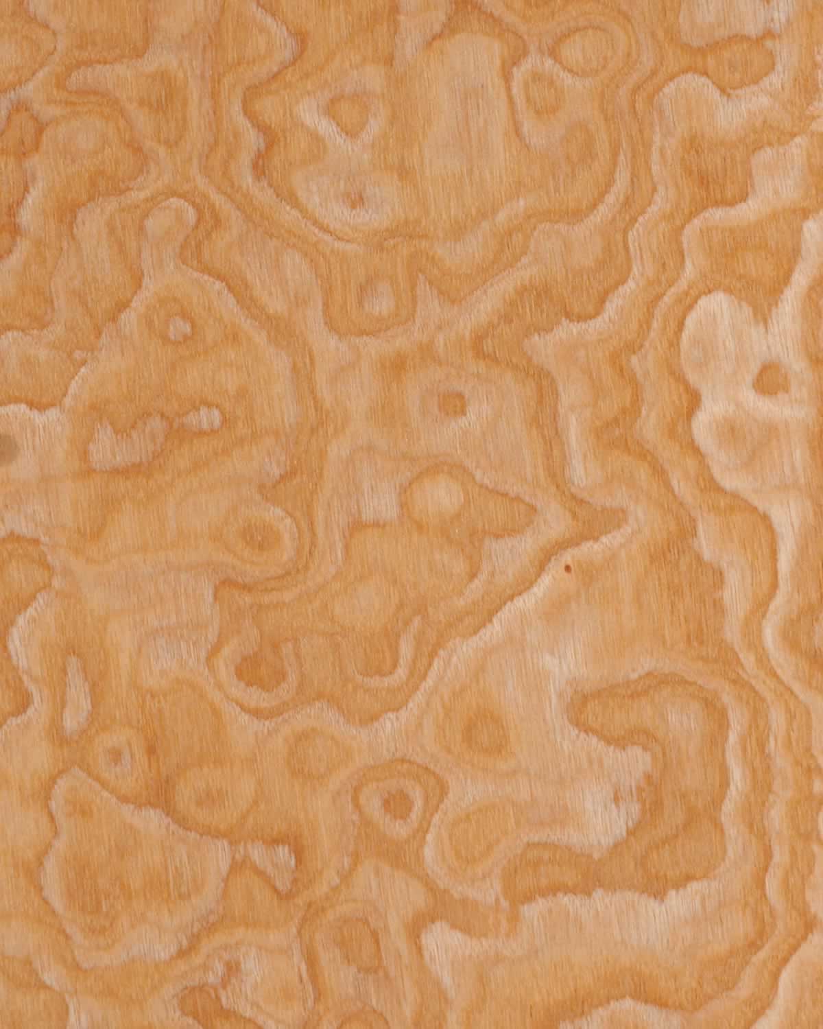 Japanese Ash Burl