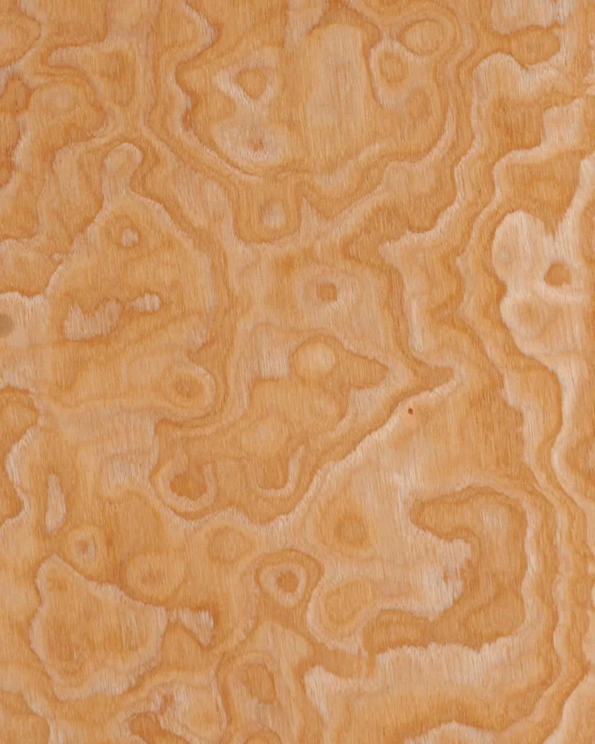 Japanese Ash Burl