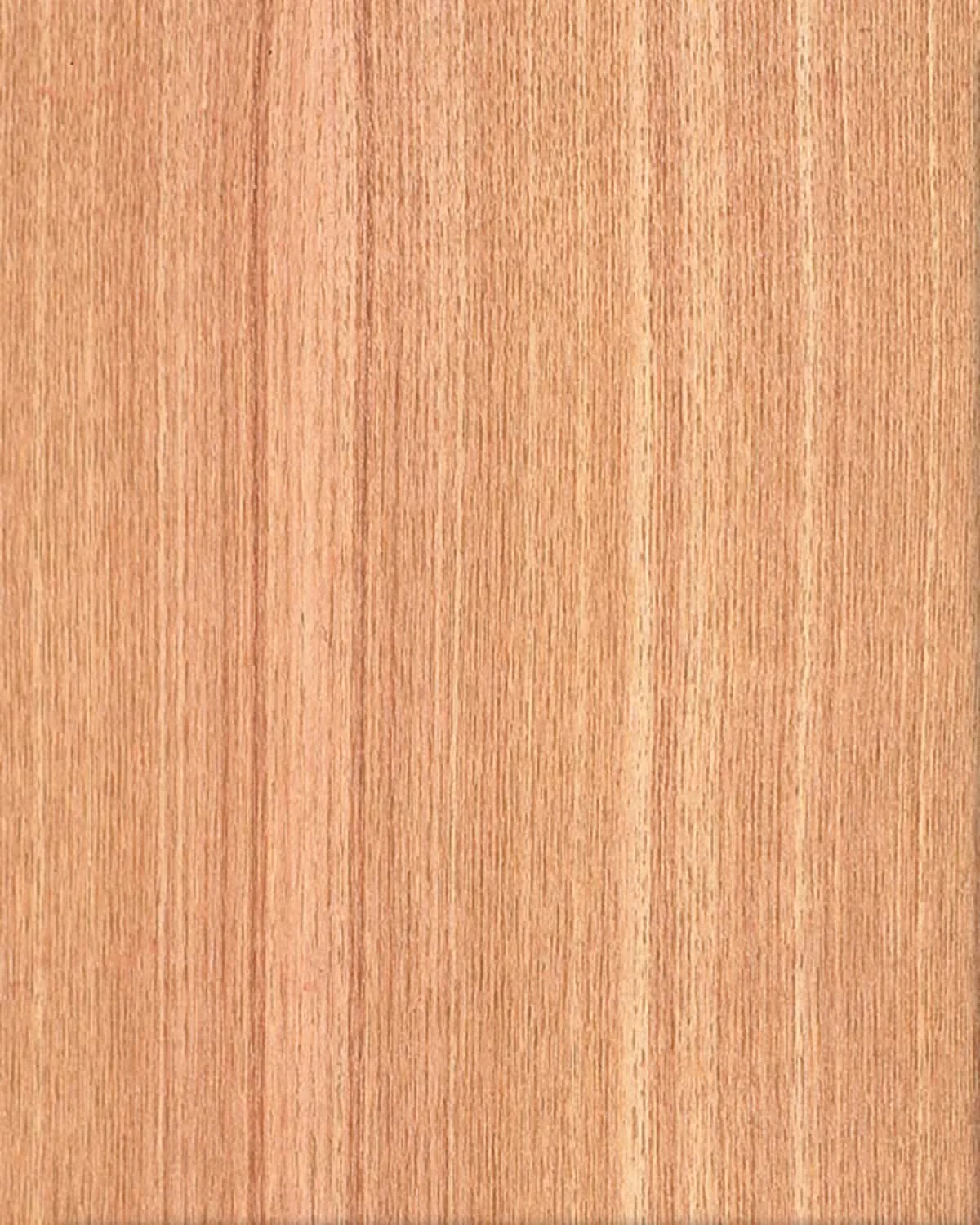 Japanese Ash QC