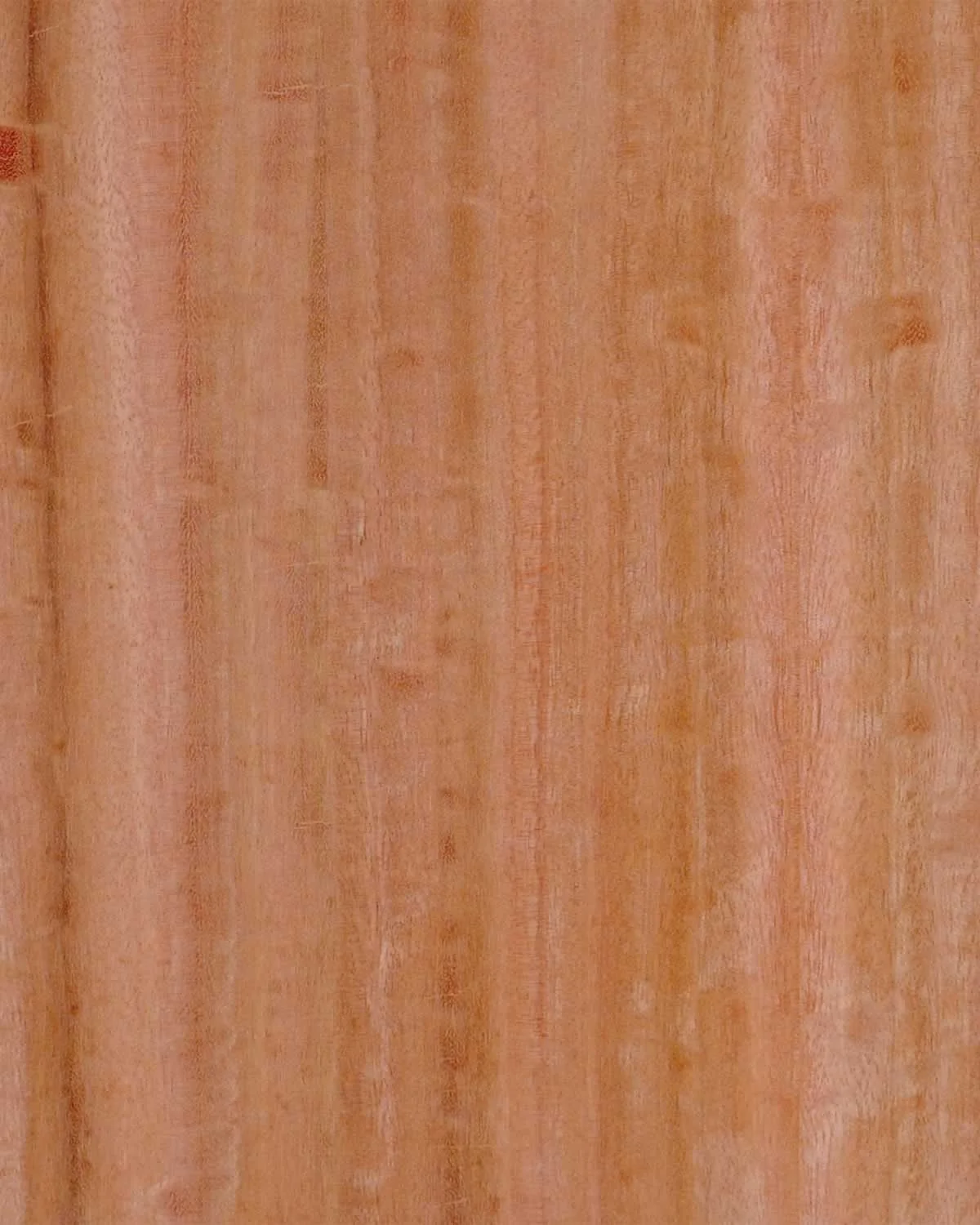 Eucalyptus