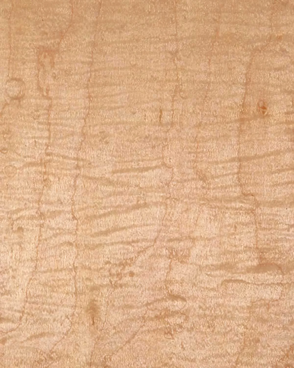 Maple Curly